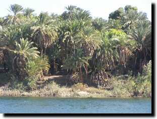 En se retirant trois mois plus tard, le Nil abandonnait une paisse couche de limon fertile...Don du fleuve.